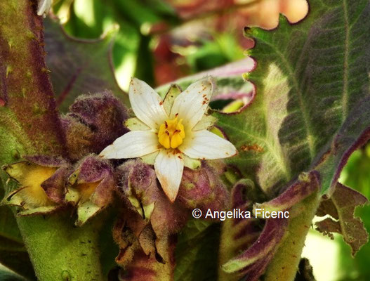 Solanum quitoense © Mag. Angelika Ficenc