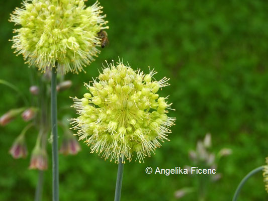 Allium obliquum - Schiefer Lauch     © Mag. Angelika Ficenc