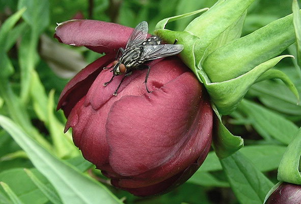 Paeonia delavayi - Delavay Pfingstrose, © Mag. Angelika Ficencte