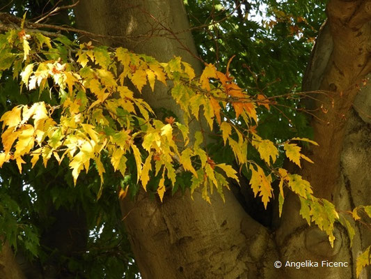 Fagus sylvativa "Laciniata" - Schlitzblatt-Buche  © Mag. Angelika Ficenc