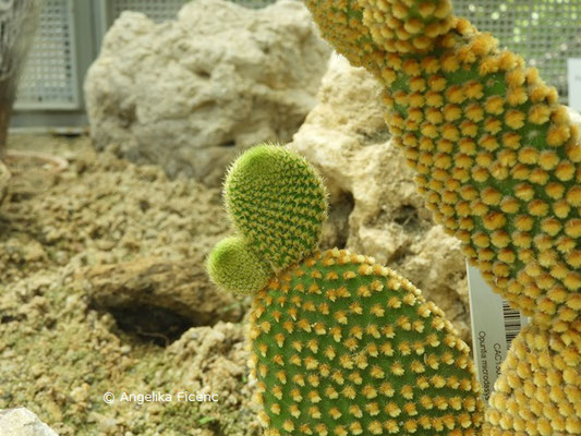 Opuntia microdasys © Mag. Angelika Ficenc