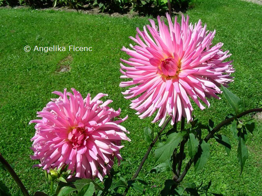 Dahlia "Perle von Pötzleinsdorf"   © Mag. Angelika Ficenc