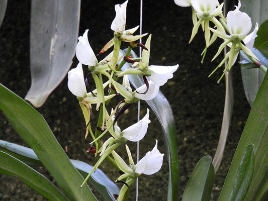 Angraecum longicalcar © Mag. Angelika Ficenc