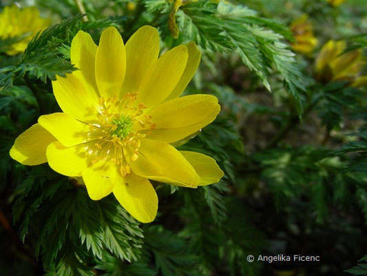 Adonis ramosa "Fukujukai "- Gartenadonis, Kulturform  © Mag. Angelika Ficenc