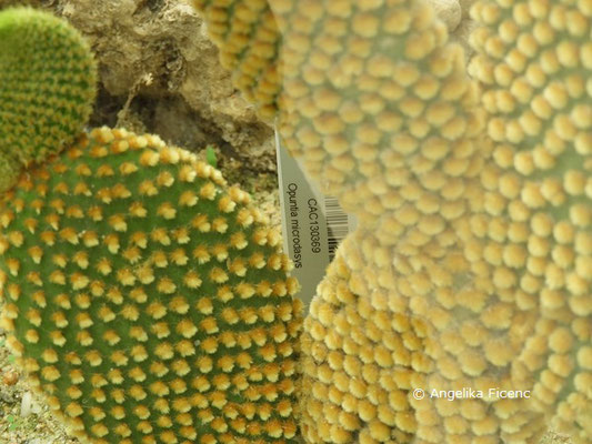 Opuntia microdasys © Mag. Angelika Ficenc