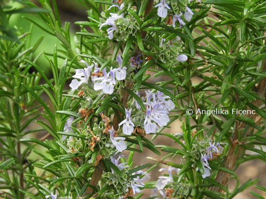 Rosmarinus officinalis  © Mag. Angelika Ficenc