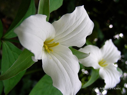 Trillium grandifloreum - Große Dreizipfellilie,   © Mag. Angelika Ficenc