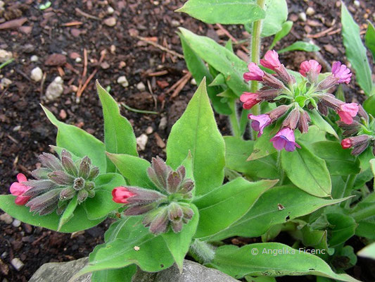 Pulmonaria angustifolia - Schmalbaltt Lungenkraut  © Mag. Angelika Ficenc