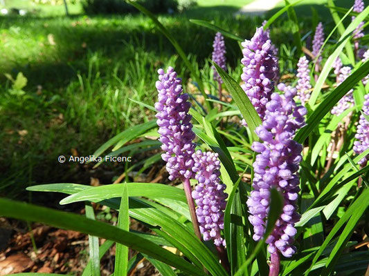 Liriope muscari  © Mag. Angelika Ficenc