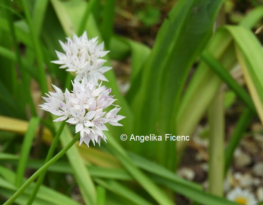 Allium tubersoum  © Mag. Angelika Ficenc