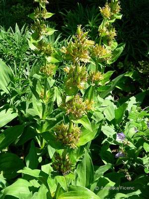 Gentiana lutea - Gelber Enzian  © Mag. Angelika Ficenc