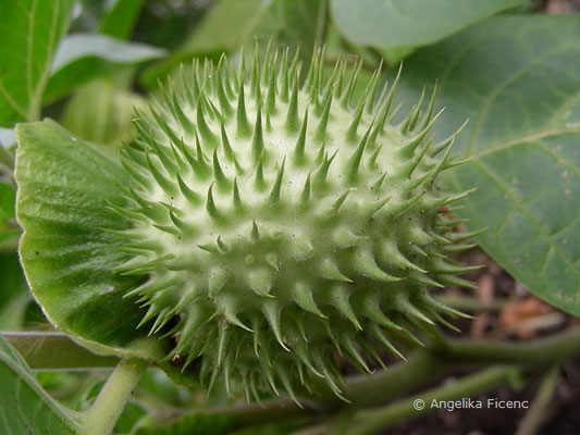 Datura stramonium - Stechapfel,   © Mag. Angelika Ficenc