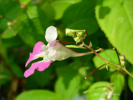 Impatiens balfourii - Balfour´s Springkraut  © Mag. Angelika Ficenc