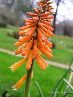 Kniphofia galpinii - Galpin Fackellilie  © Mag. Angelika Ficenc