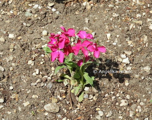 Matthiola incana  © Mag. Angelika Ficenc