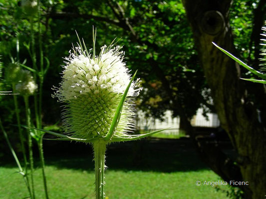 Dipsacus laciniata - Schlitzblättrige Karde  © Mag. Angelika Ficenc