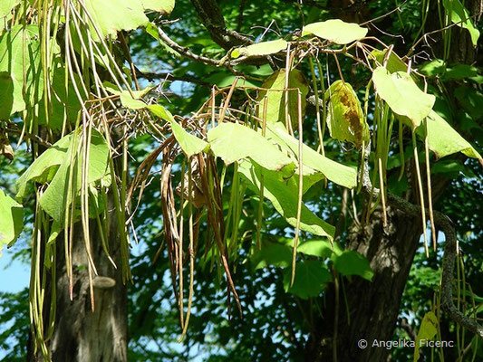 Catalpa bungei var. bungei   © Mag. Angelika Ficenc