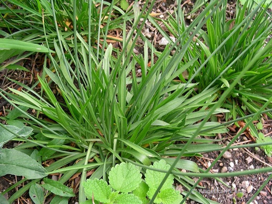 Armeria arenaria - Wegerich Grasnelke  © Mag. Angelika Ficenc