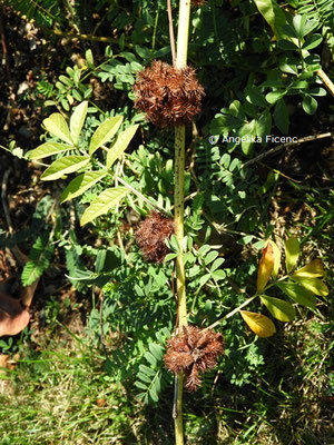 Glycyrrhiza echinata  © Mag. Angelika Ficenc