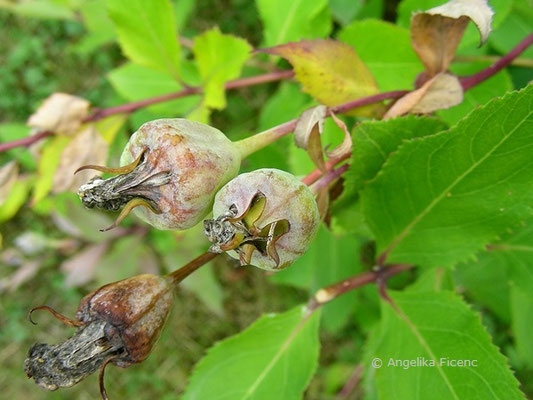 Platycodon grandiflorus  © Mag. Angelika Ficenc