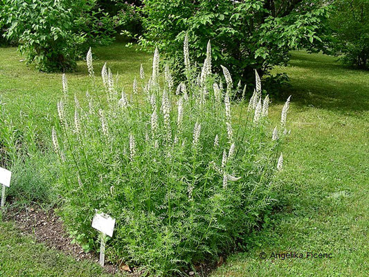 Reseda alba - Weiße Resede, Habitus  © Mag. Angelika Ficenc