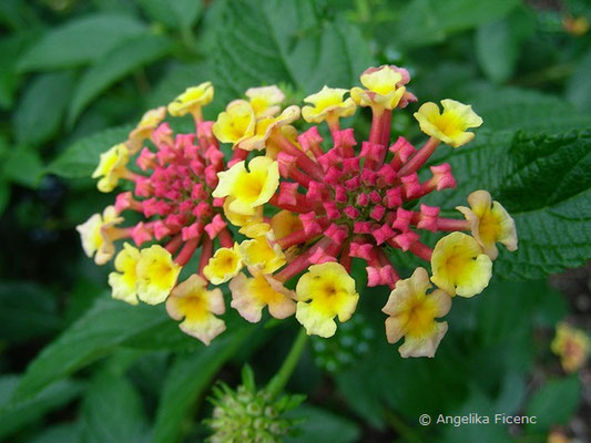 Lantana camera - Wandelröschen, Blütenstand  © Mag. Angelika Ficenc