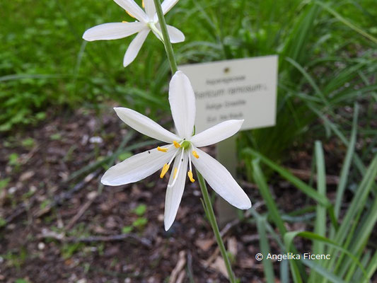 Anthericum liliago - Astlose Graslilie  © Mag. Angelika Ficenc