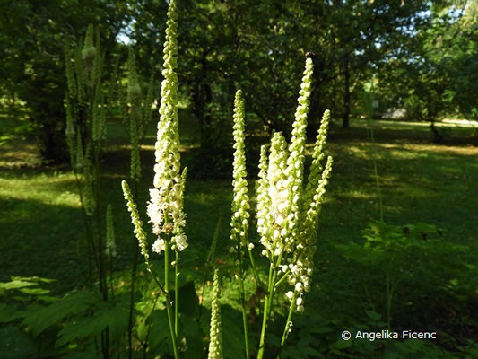 Actea japonica, Blütenstand  © Mag. Angelika Ficenc