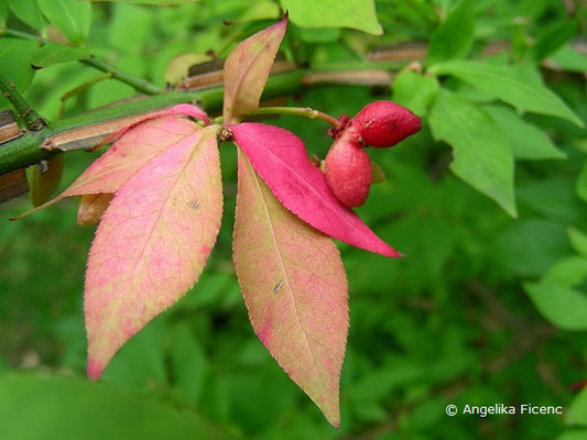 Euonymaus alatus var. alatus  © Mag. Angelika Ficenc