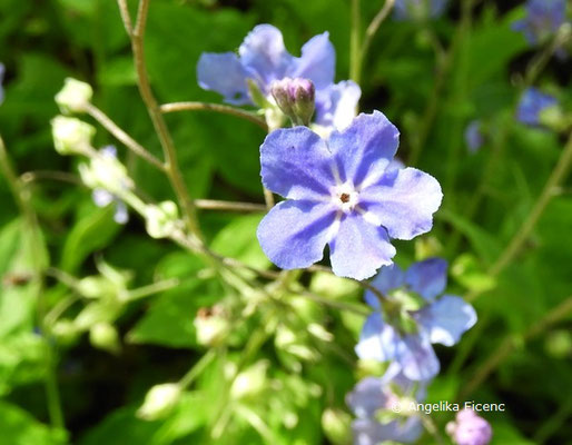 Omphalodes cappadocica - Kaukasus-Gedankenmein,   © Mag. Angelika Ficenc