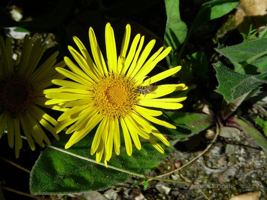 Inula hirta - Raublättriger Alant  © Mag. Angelika Ficenc