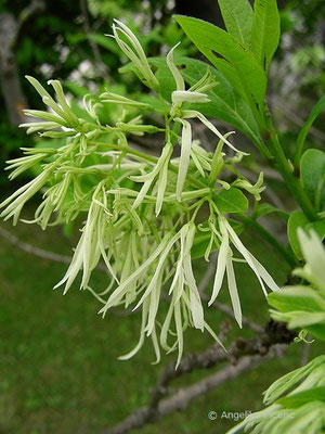 Chionanthus virginicus - Virginischer Schneeflockenstrauch,Blüten  © Mag. Angelika Ficenc