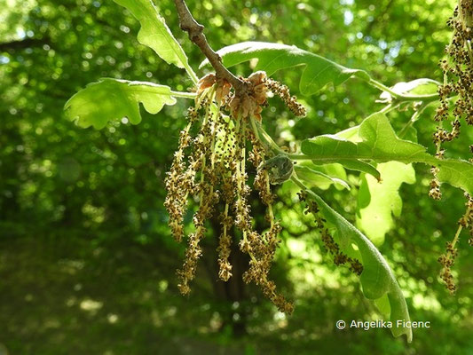 Quercus pubescens    © Mag. Angelika Ficenc