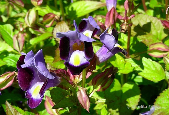 Torenia fournieri - Felsenlöwenmaul  © Mag. Angelika Ficenc