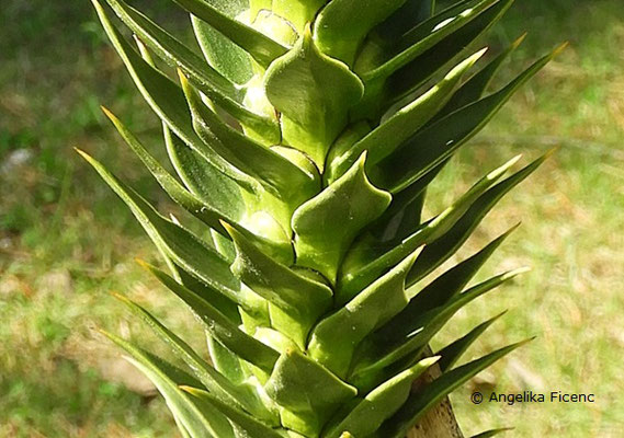 Araucaria araucana - Chilenische Araukarie  © Mag. Angelika Ficenc