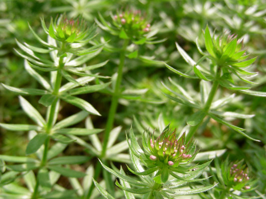 Phuopsis stylosa - Langgriffeliger Rosenwaldmeister  © Mag. Angelika Ficenc