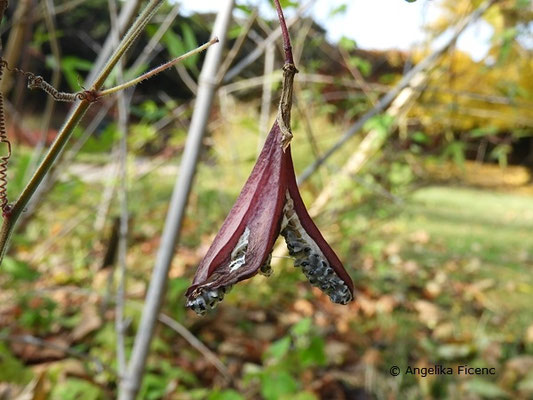 Passiflora capsularis   © Mag. Angelika Ficenc