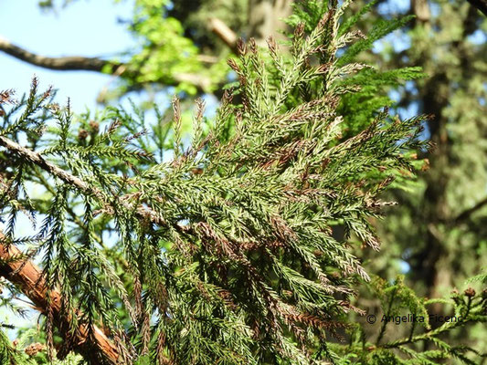 Cryptomeria japonica var. japonica   © Mag. Angelika Ficenc