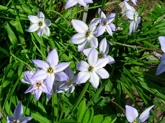 Ipheion unifloreum - Frühlingsstern    © Mag. Angelika Ficenc