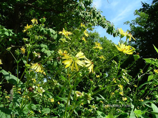 Silphium perfoliatum, Habitus  © Mag. Angelika Ficenc