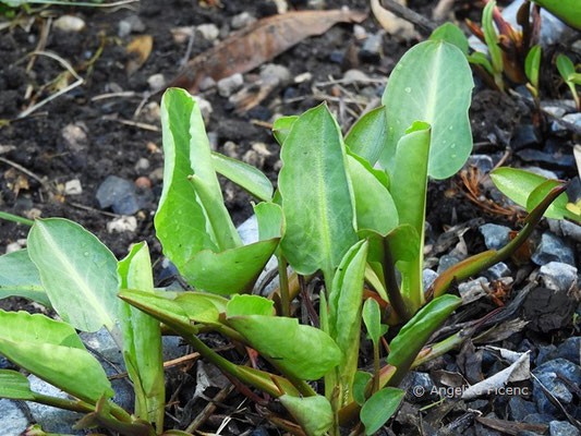 Anemopsis californica  © Mag. Angelika Ficenc