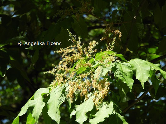 Fraxinus americana  © Mag. Angelika Ficenc