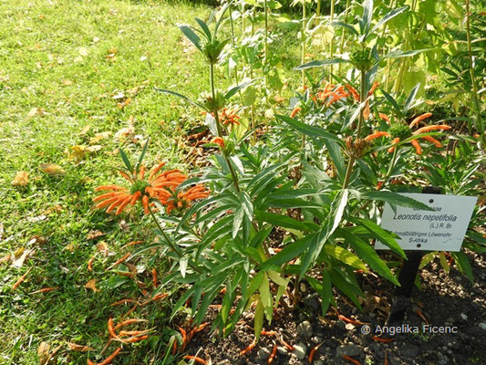 Leonotos nepetifolia - Schmalblättriges Löwenohr, Habitus  © Mag. Angelika Ficenc