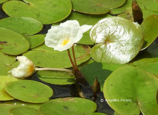 Hydrocharis morsus-ranae  © Mag. Angelika Ficenc