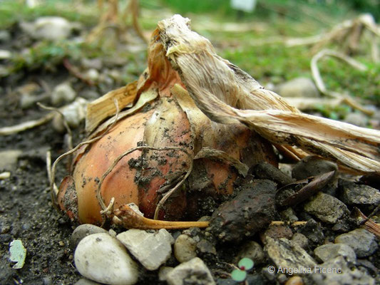 Allium cepa, Zwiebel    © Mag. Angelika Ficenc