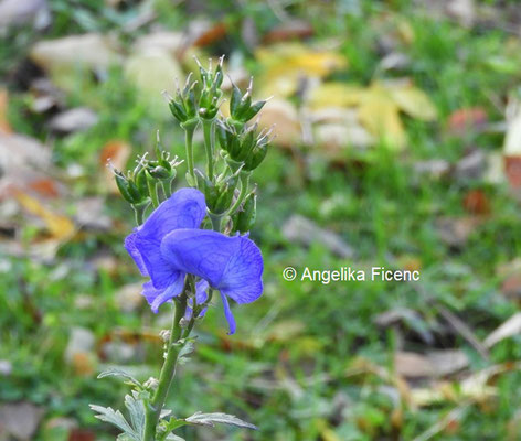 Aconitum carmiachelli  © Mag. Angelika Ficenc