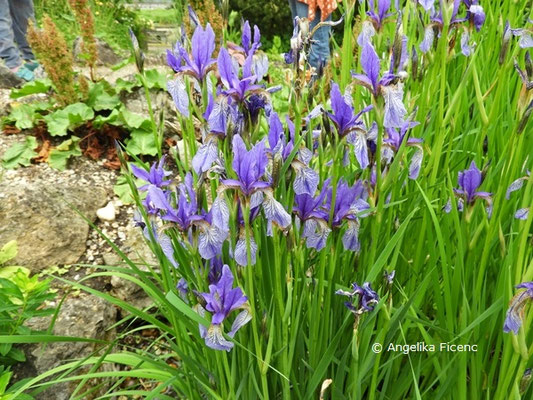 Iris sibirica   © Mag. Angelika Ficenc