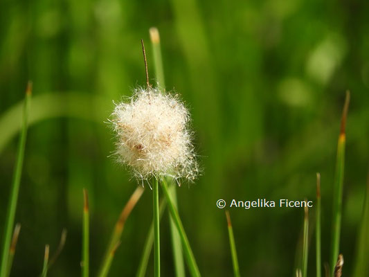 Typha minima  © Mag. Angelika Ficenc