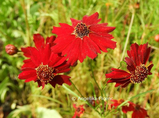 Coreopsis tinctoria © Mag. Angelika Ficenc