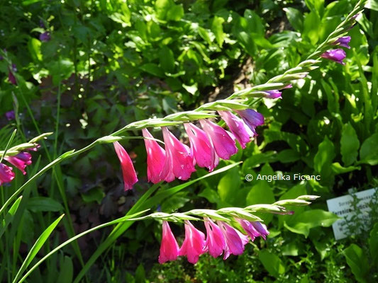 Gladiolus imbricatus - Dachziegelartige Siegwurz  © Mag. Angelika Ficenc